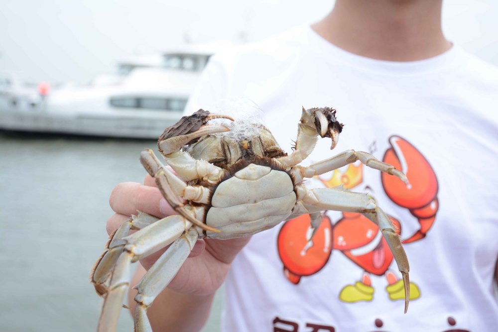 阳澄湖大闸蟹|阳澄湖大闸蟹开捕：两种蟹扣一种品质 科学养殖成主流