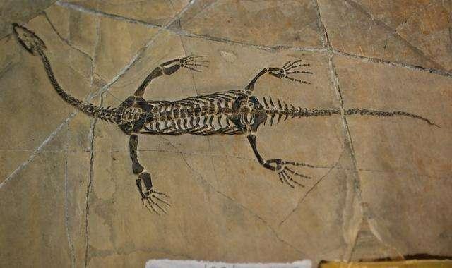 贵州|古生物学家在贵州发现远古珊瑚礁，原来3亿年前这一带都是大海