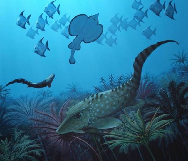 贵州|古生物学家在贵州发现远古珊瑚礁，原来3亿年前这一带都是大海