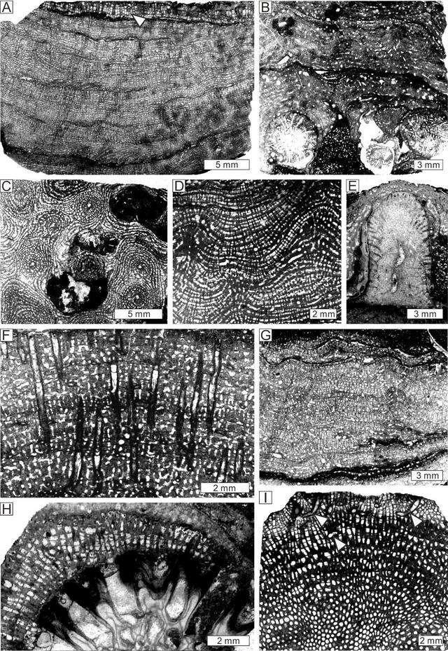 贵州|古生物学家在贵州发现远古珊瑚礁，原来3亿年前这一带都是大海