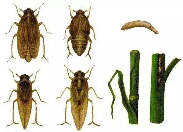 警惕褐飞虱虫口夺粮确保秋粮丰产丰收