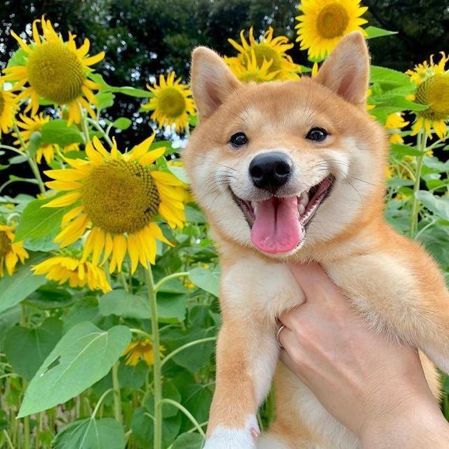 日本柴犬一见到美食就乐开花表情萌翻网友太治愈啦