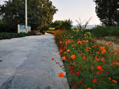 平谷夏各庄镇稻地村乡村路成了网红路