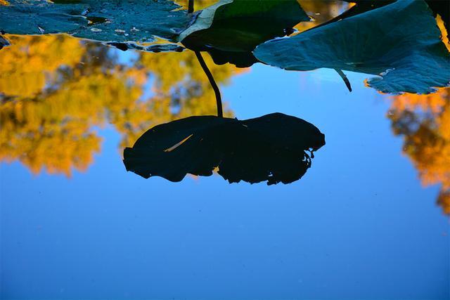 秋分|阴阳相伴，昼夜均分