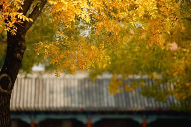 秋分|阴阳相伴，昼夜均分