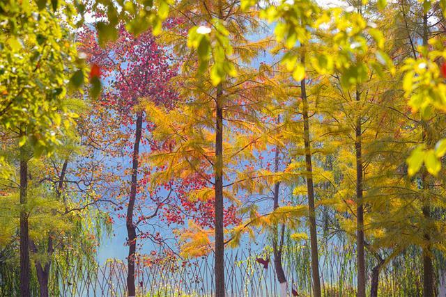 秋分|阴阳相伴，昼夜均分