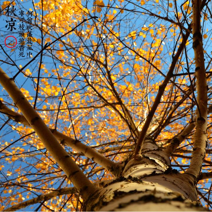 古诗词|【诗词鉴赏】九首写秋凉的古诗词， 愿你岁月静好，不逞春光，不悲秋凉！