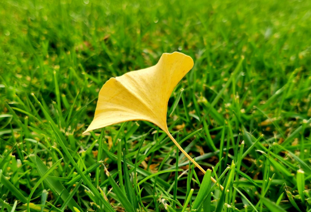 古诗词|【诗词鉴赏】九首写秋凉的古诗词， 愿你岁月静好，不逞春光，不悲秋凉！