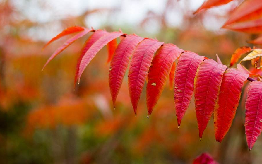 古诗词|【诗词鉴赏】九首写秋凉的古诗词， 愿你岁月静好，不逞春光，不悲秋凉！