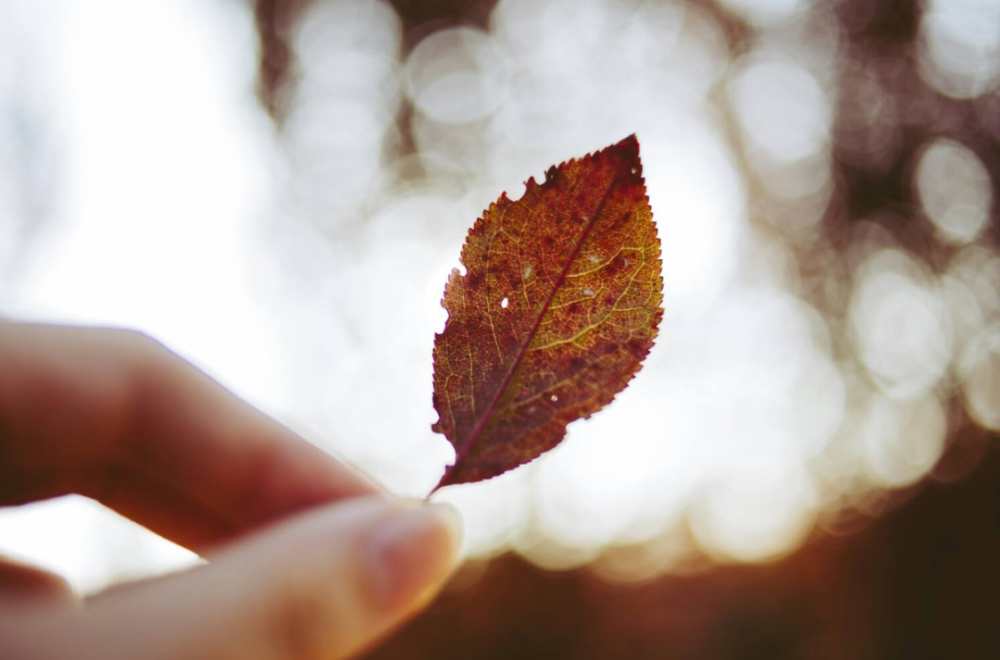 古诗词|【诗词鉴赏】九首写秋凉的古诗词， 愿你岁月静好，不逞春光，不悲秋凉！