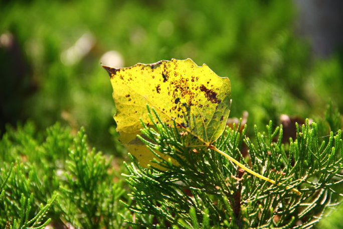 古诗词|【诗词鉴赏】九首写秋凉的古诗词， 愿你岁月静好，不逞春光，不悲秋凉！