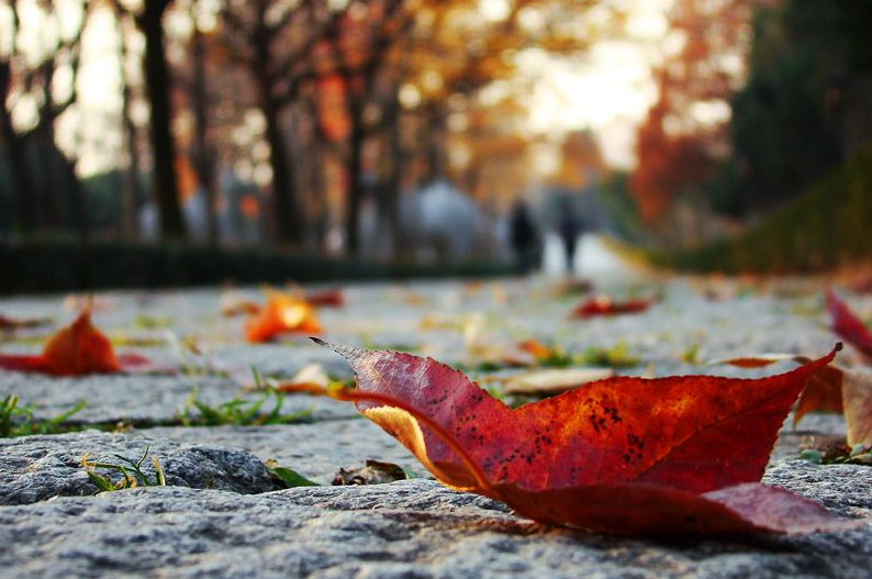 古诗词|【诗词鉴赏】九首写秋凉的古诗词， 愿你岁月静好，不逞春光，不悲秋凉！