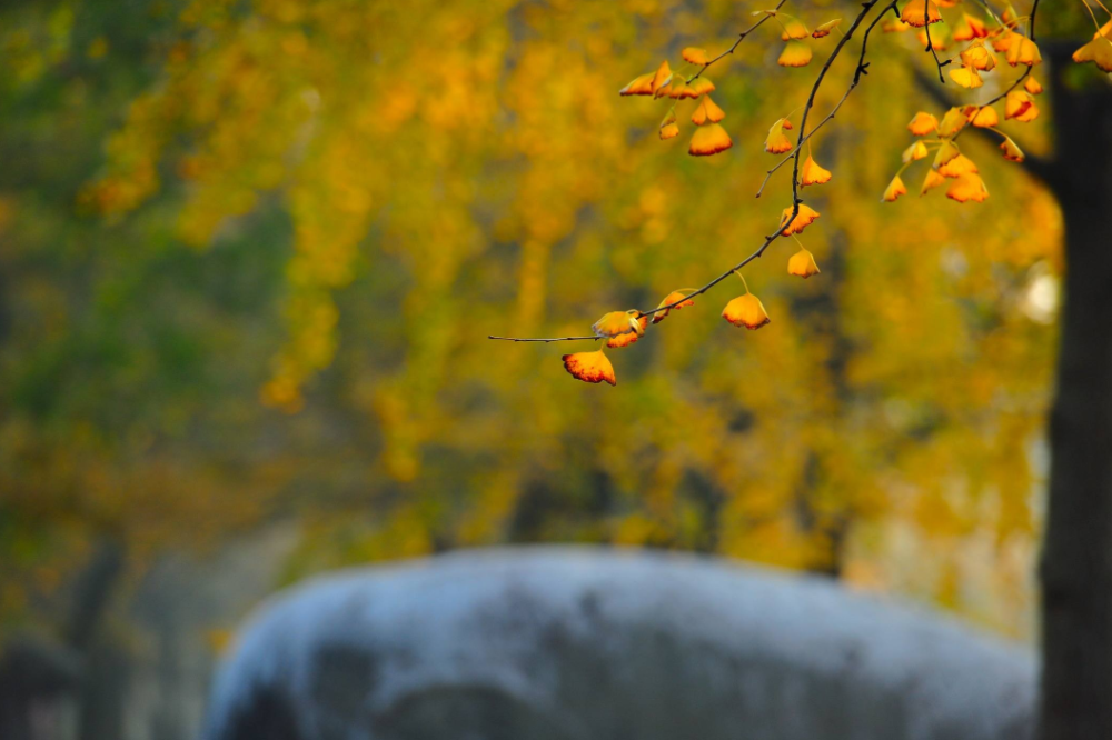 古诗词|【诗词鉴赏】九首写秋凉的古诗词， 愿你岁月静好，不逞春光，不悲秋凉！
