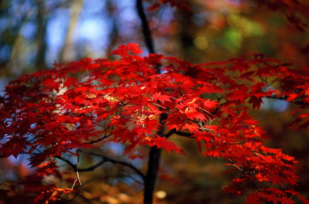 古诗词|【诗词鉴赏】九首写秋凉的古诗词， 愿你岁月静好，不逞春光，不悲秋凉！