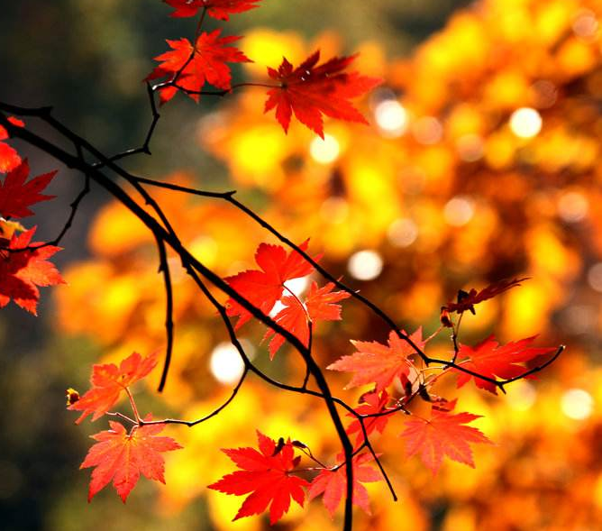 古诗词|【诗词鉴赏】九首写秋凉的古诗词， 愿你岁月静好，不逞春光，不悲秋凉！