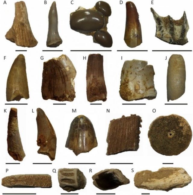 大量的牙齿化石证实了棘龙是一种水生恐龙