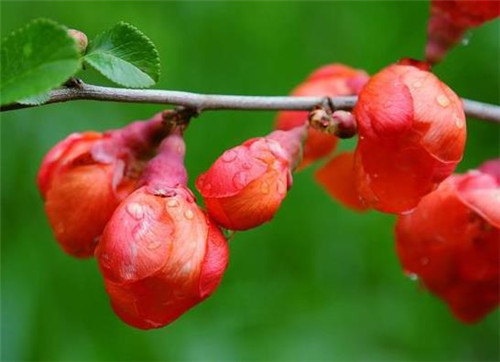 李清照|李清照最“俏皮”的一首词，专门向丈夫撒娇的，结果成千古名作