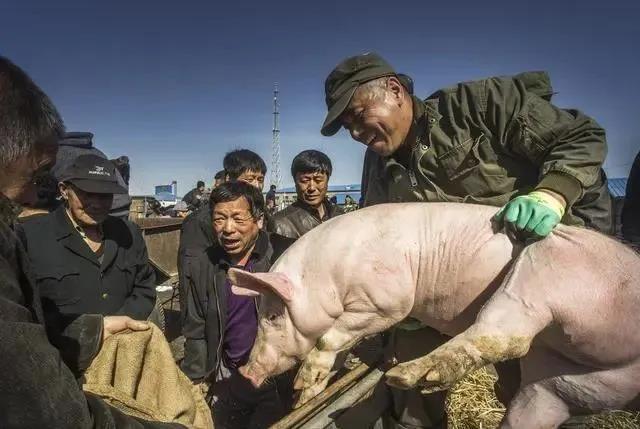 生猪|北方“涨”声再起，难道二师兄又要“起飞”了？4大拦路虎！