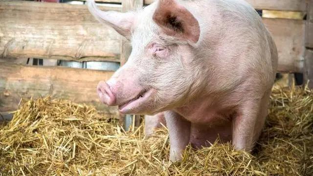 生猪|北方“涨”声再起，难道二师兄又要“起飞”了？4大拦路虎！