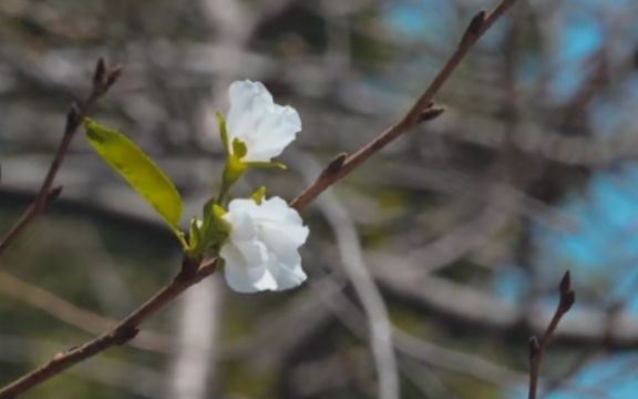 樱花|南京鸡鸣寺樱花秋天也开花，专家：气温不稳定让植物产生错觉