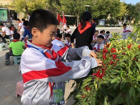 北京这所学校的学生庆祝“丰收节”