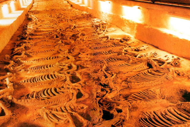 淄博有个"千古奇迹"走红,虽遭盗掘仅剩白骨,却能比肩秦兵马俑