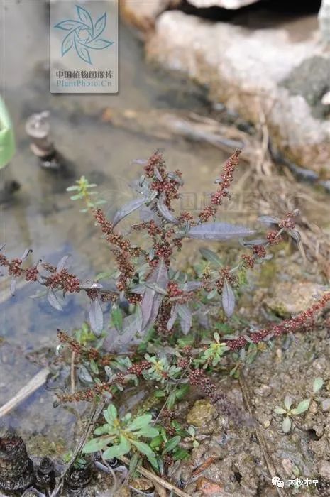 水苋菜见过吗能消瘀止血接骨