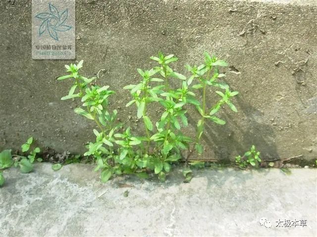 接骨仙桃 见过吗 内服止血 外接骨折 腾讯新闻