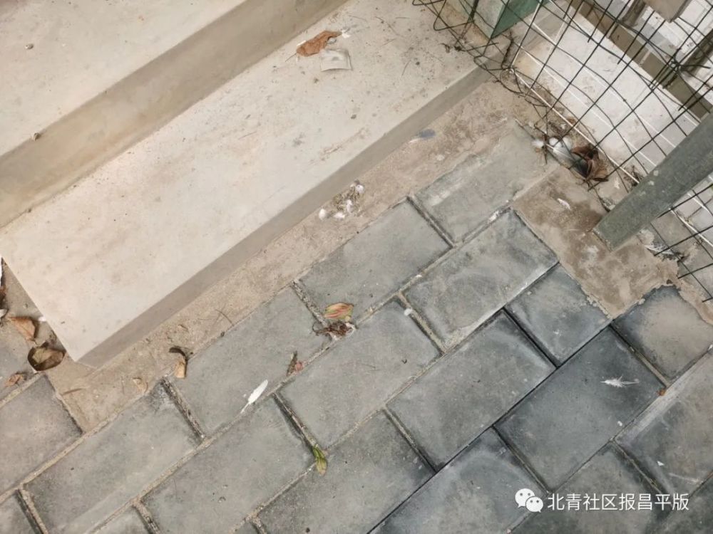 鸽子|养鸽子引发相邻关系纠纷 来来来，一起评评理！