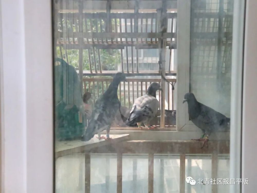 鸽子|养鸽子引发相邻关系纠纷 来来来，一起评评理！