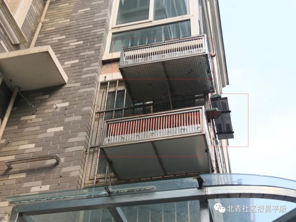 鸽子|养鸽子引发相邻关系纠纷 来来来，一起评评理！