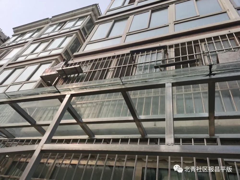 鸽子|养鸽子引发相邻关系纠纷 来来来，一起评评理！