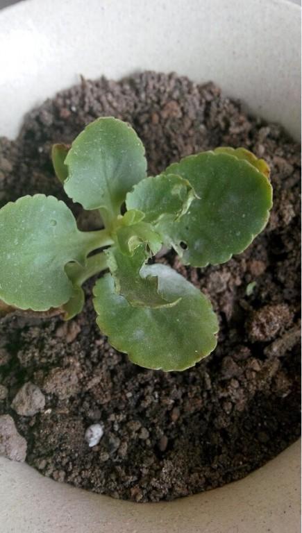 长寿花|长寿花正处生长旺期，叶片却长满了小虫子，这该怎么办？