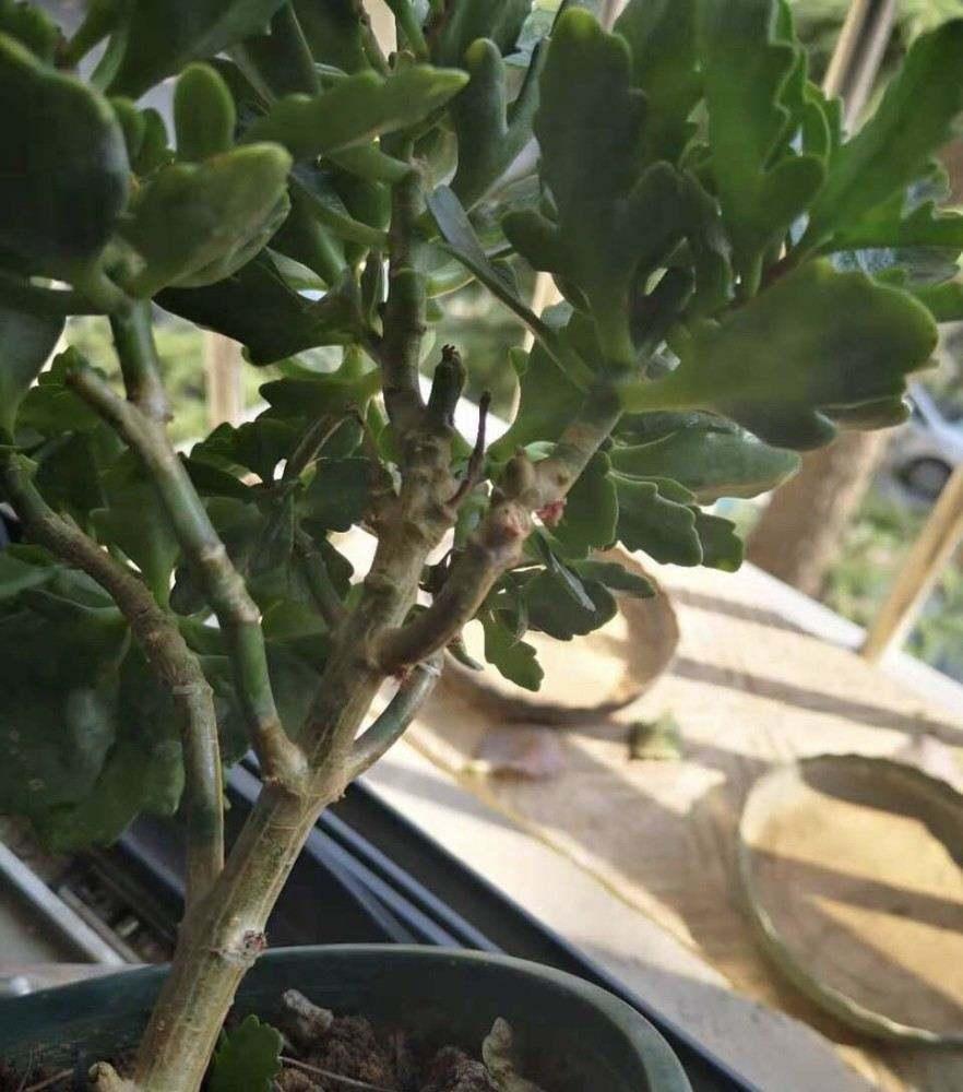 长寿花|长寿花正处生长旺期，叶片却长满了小虫子，这该怎么办？
