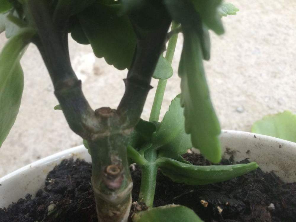 长寿花|长寿花正处生长旺期，叶片却长满了小虫子，这该怎么办？