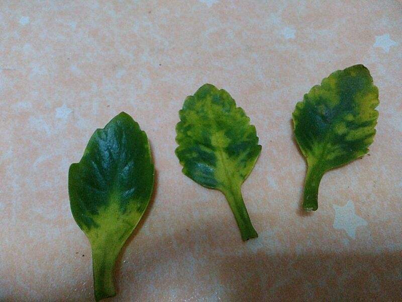 长寿花|长寿花正处生长旺期，叶片却长满了小虫子，这该怎么办？