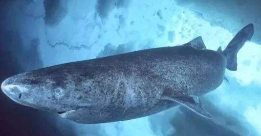 格林兰睡鲨|世界上最长寿的“鲨鱼”，从明朝活到现在，如今400多岁了！