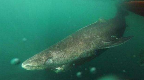 格林兰睡鲨|世界上最长寿的“鲨鱼”，从明朝活到现在，如今400多岁了！