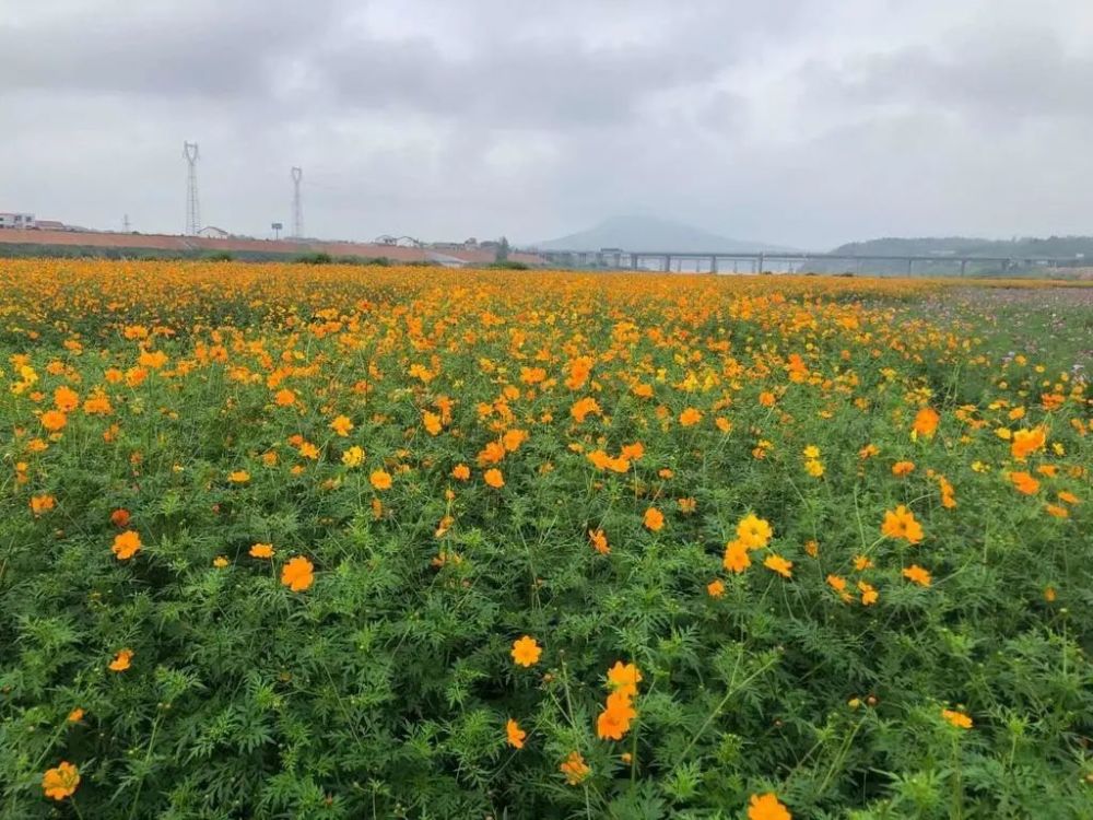 石杨花海景色美国庆等你来赏花 腾讯新闻