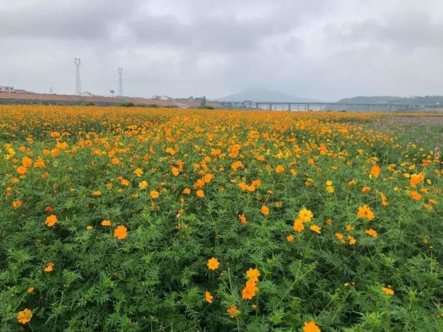 石杨花海景色美 国庆等你来赏花