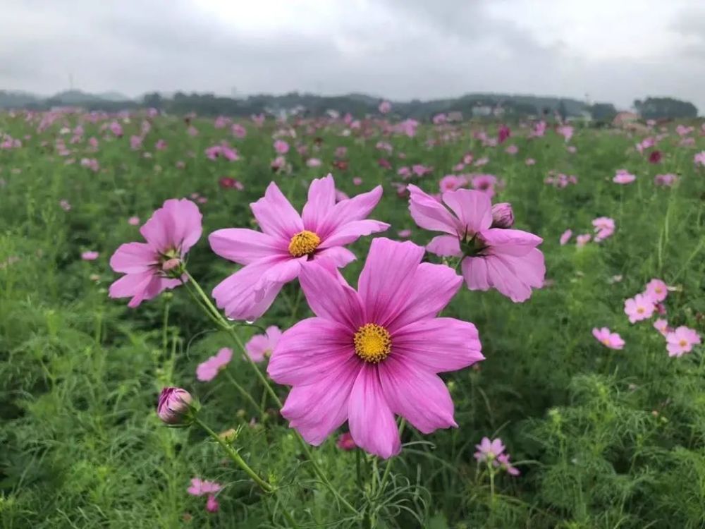 石杨花海景色美国庆等你来赏花 腾讯新闻