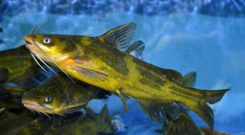 这些常见原生鱼经常被端上餐桌难道养在鱼缸里不美吗