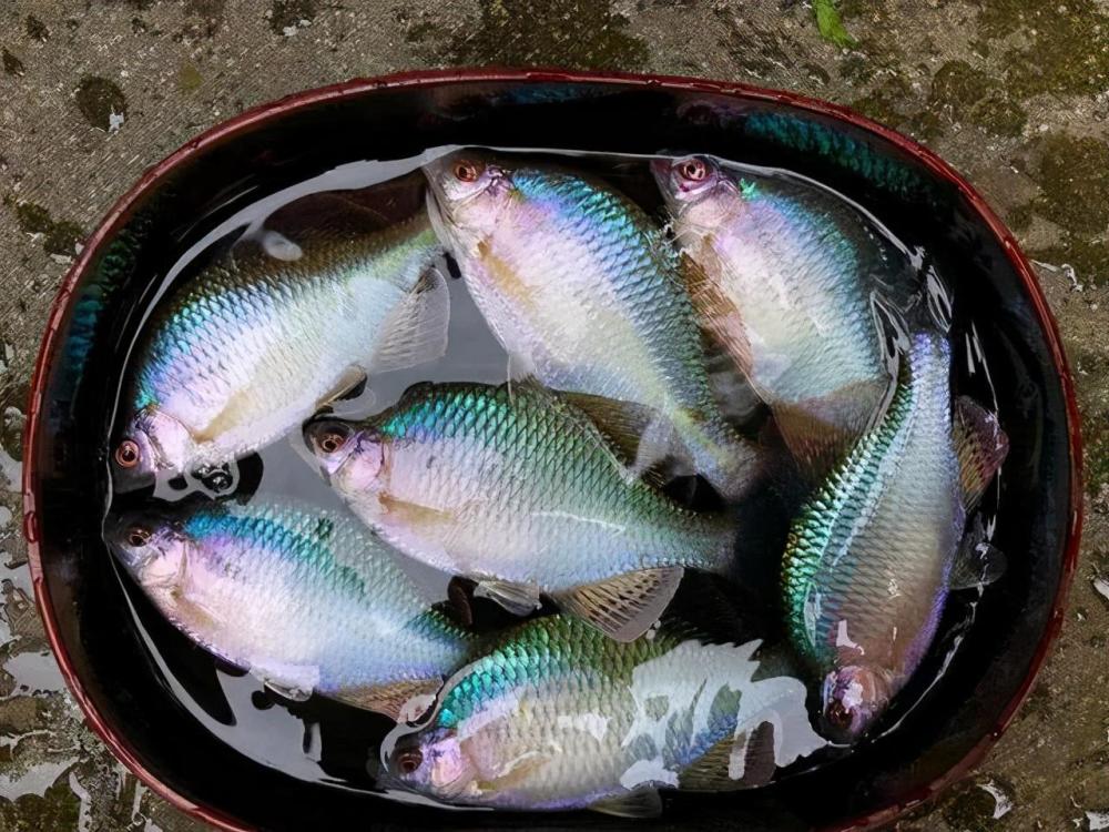 淡水|这些常见原生鱼，经常被端上餐桌，难道养在鱼缸里不美吗？