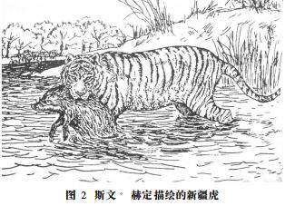 新疆虎|分布在塔里木盆地的新疆虎，它们的灭绝真的是因为蚂蚁吗？