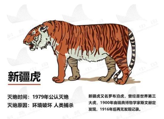 新疆虎|分布在塔里木盆地的新疆虎，它们的灭绝真的是因为蚂蚁吗？