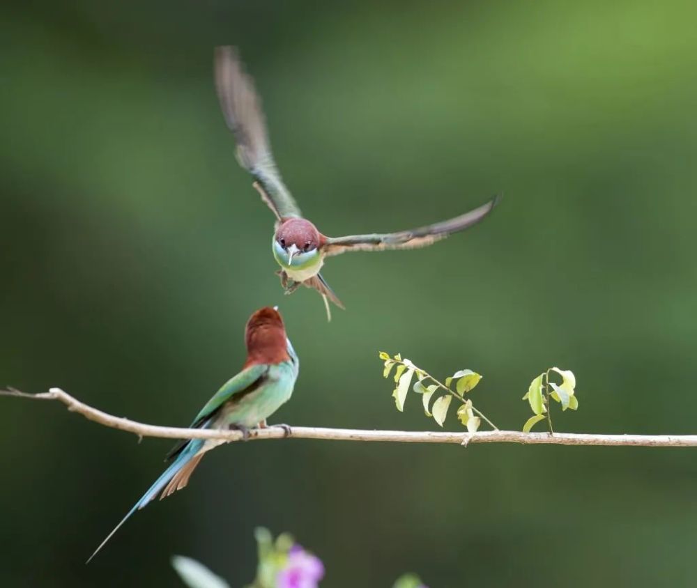 "中国最美小鸟"飞抵深圳,心情好就留到中秋_腾讯新闻