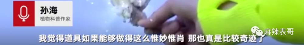 极限挑战|做错事后装怂又甩锅，你们这算是什么呢？