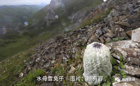极限挑战|做错事后装怂又甩锅，你们这算是什么呢？