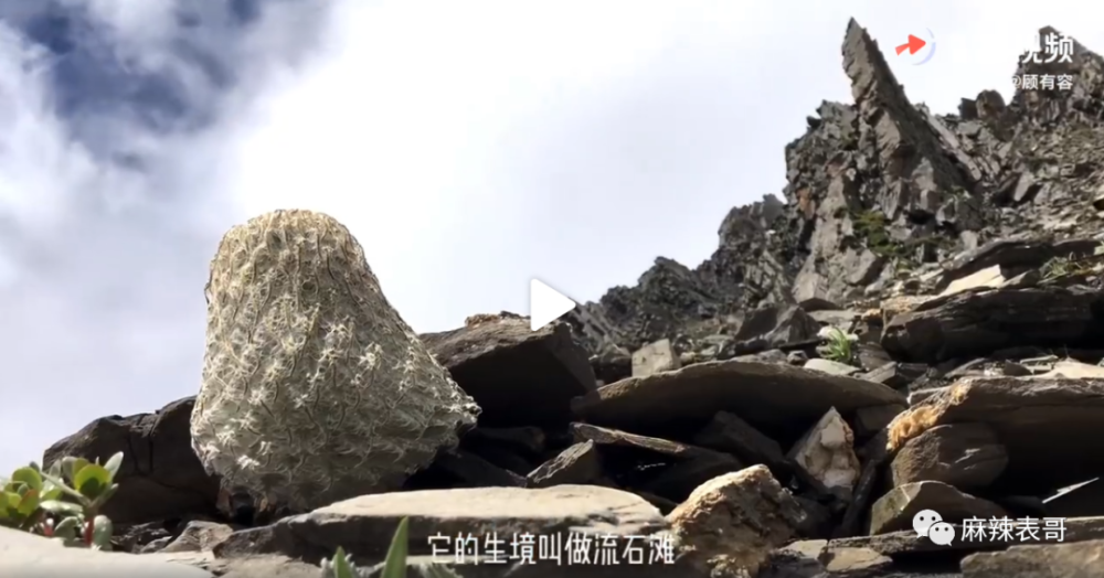 极限挑战|做错事后装怂又甩锅，你们这算是什么呢？