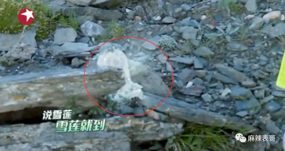 极限挑战|做错事后装怂又甩锅，你们这算是什么呢？